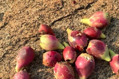 Prickly Pear, The Indian Kiwi, Gives You Radiant Skin And Lustrous Hair