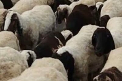 SIT Formed To Search For A Stolen Sheep In Jaipur