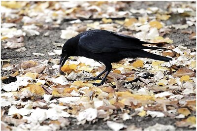 Not Just You, Junk Food is Giving City Crows Higher Blood Cholesterol Levels