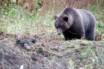 Wild Bear kills three in Chattisgarh before being shot dead