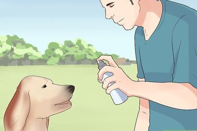 How to Treat Dog Anxiety with Pheromone Therapy