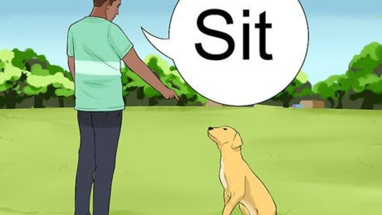 How to Keep a Dog from Chasing Cars