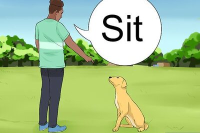 How to Keep a Dog from Chasing Cars