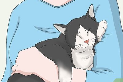 How to Soothe Your Cat With a Massage