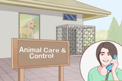 How to Report an Illegal or Unethical Dog Breeder