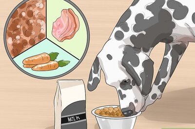 How to Care for a Dalmatian