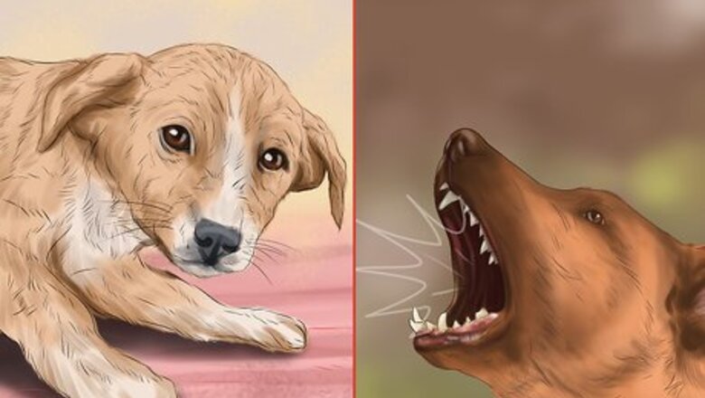 How to Use Dog Pheromone Products