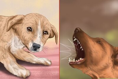 How to Use Dog Pheromone Products