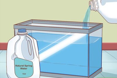 How to Care for Triops