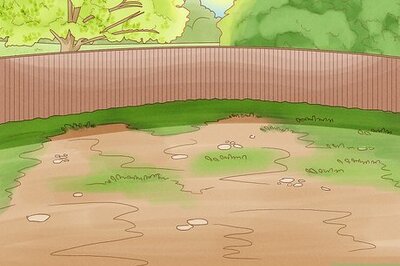 How to Plant Redbud Trees