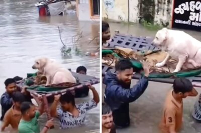 Watch: In Gujarat's Vadodara, Elderly Dog Rescued From Floods Streets In Heartwarming Community Effort
