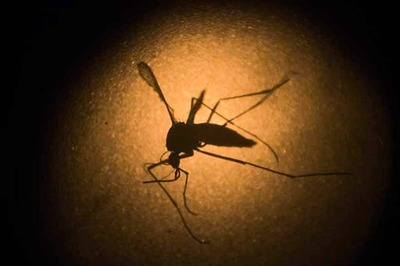 WHO Rejects Calls to Move Olympics Over Zika Fears