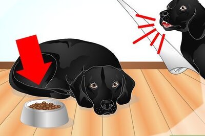 How to Diagnose Ascarids in Dogs