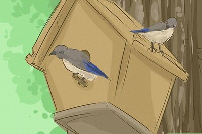 How to Help Endangered Animals