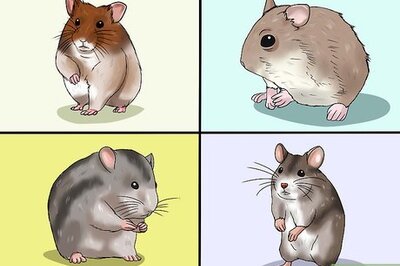 How to Choose a Hamster