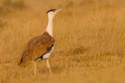 44% of Protected Migratory Species Showing Population Decline, Says Landmark UN Report