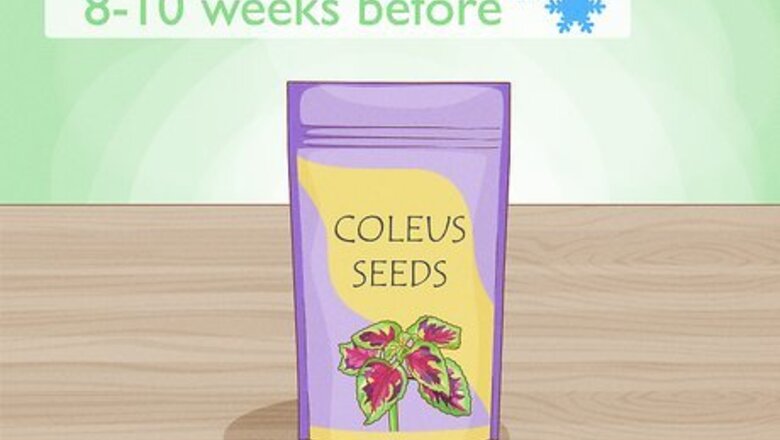 How to Grow Coleus