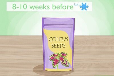 How to Grow Coleus