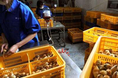 Rajasthan Avian Flu: Chickens Not Yet Inflicted with Disease, Say Officials