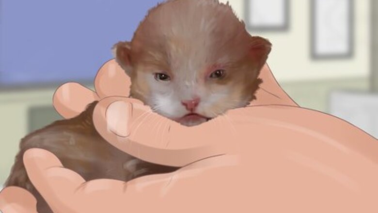 How to Socialize Your Kitten