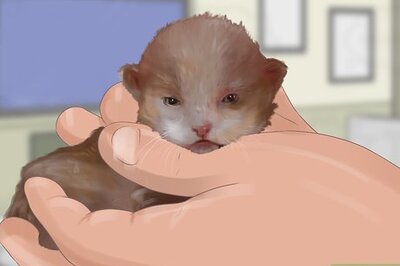 How to Socialize Your Kitten