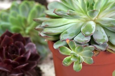 How to Make a Terrarium