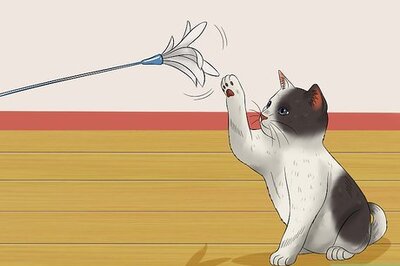 How to Teach Your Kitten to Be Calm and Relaxed