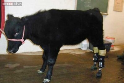 Punjab: Two arrested for cow slaughtering