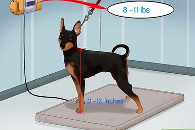 How to Identify a Miniature Pinscher