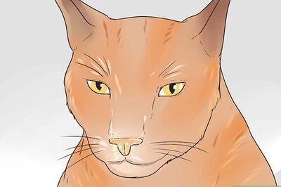 How to Help Your Cat Breathe Easier