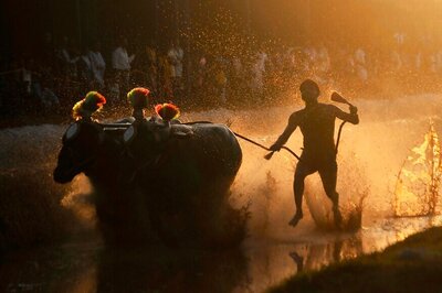 PETA to Move SC Against Laws Allowing Jallikattu, Kambala