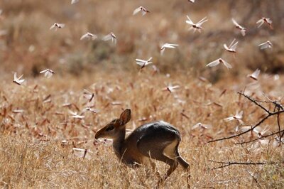 Rare Antelope Population More Than Doubles Since 2019: Kazakhstan