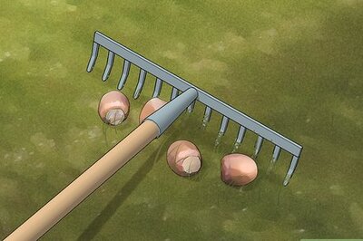 How to Get Rid of Chipmunks