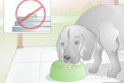 How to Make Feeding Comfortable for Arthritic Dogs
