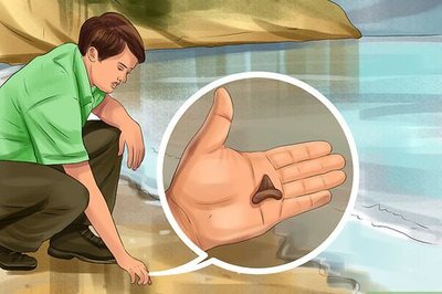 How to Identify Shark Teeth