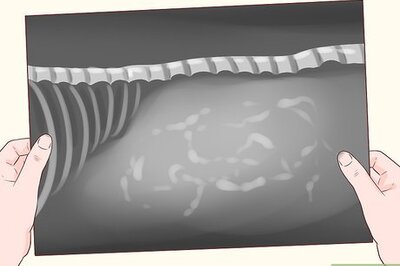 What to Do If Your Dog’s Whelping Past Her Due Date