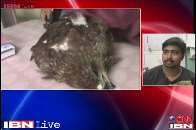 Dozens of birds injured due to kite strings on Independence Day