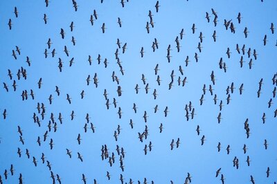 News18 Evening Digest: Over 80 Migratory Birds Found Dead in Jodhpur, Viral Ranikhet Disease Suspected & Other Stories