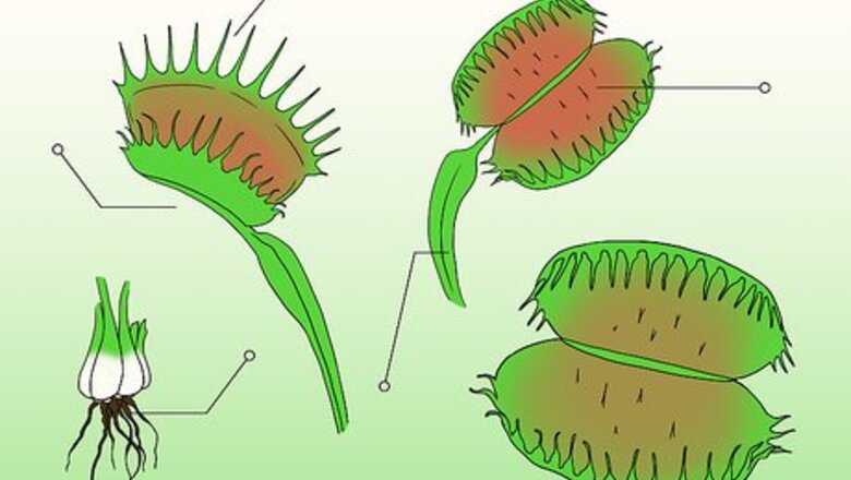 How to Care for Venus Fly Traps