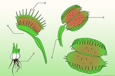 How to Care for Venus Fly Traps