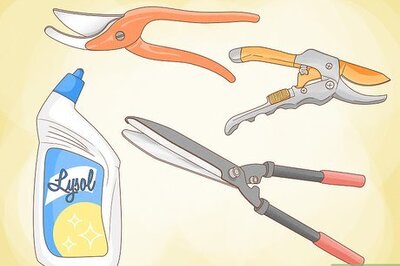 A Step-by-Step Guide to Pruning Avocado Trees