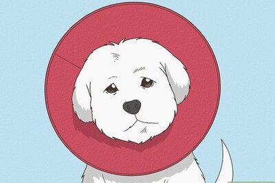 The Best, Safest & Comfiest Dogs Cones You Can Make at Home