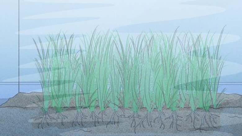 How to Plant an Aquarium