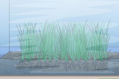 How to Plant an Aquarium