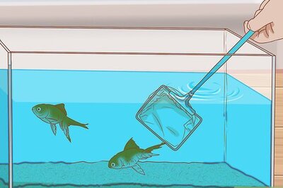How to Sanitize a Fish Tank