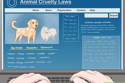 How to Take Action to Stop Animal Abuse