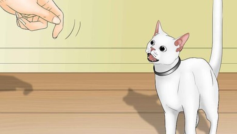 How to Train a Cat to Jump Through a Hoop