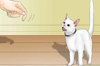 How to Train a Cat to Jump Through a Hoop
