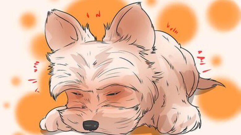 How to Treat Portosystemic Shunts in Yorkshire Terriers