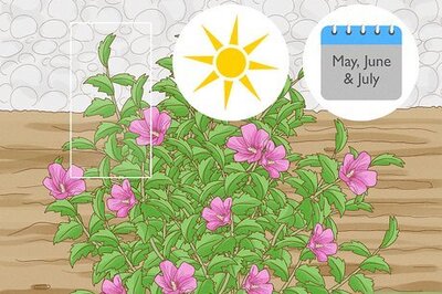 How to Propagate Rose of Sharon Cuttings